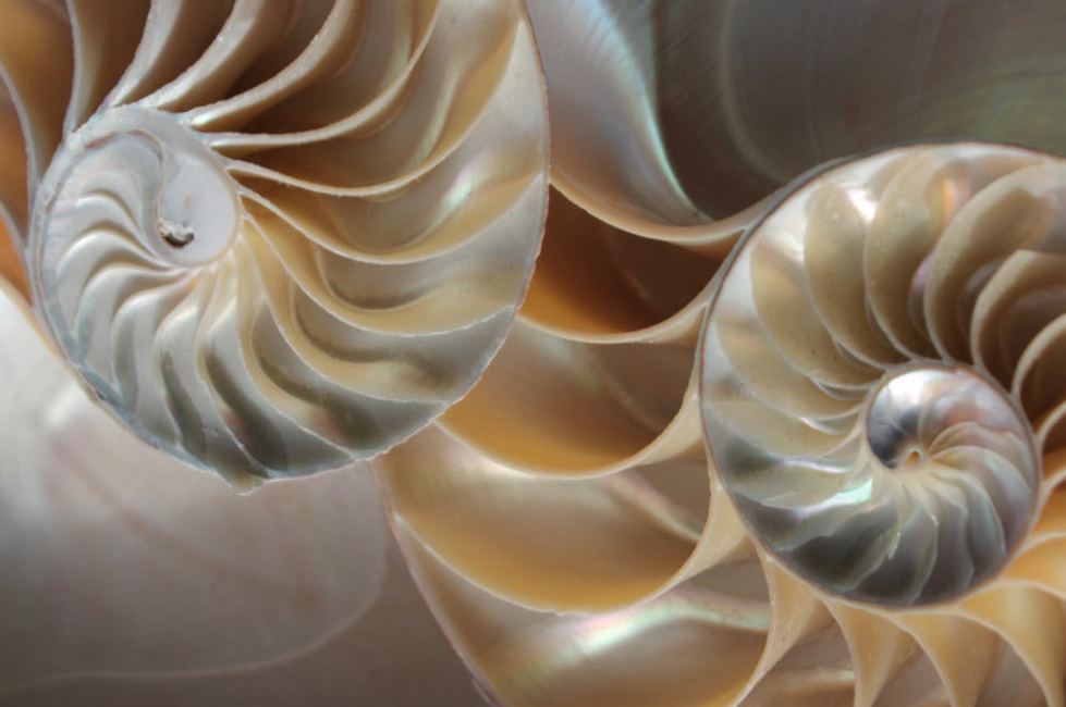 Universele Levenswetten