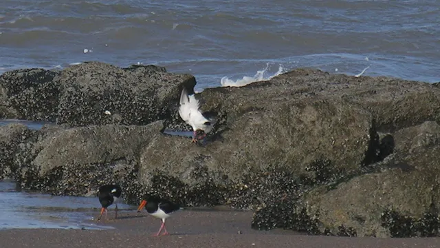 GEMEENTEBESTUUR KNOKKE-HEIST