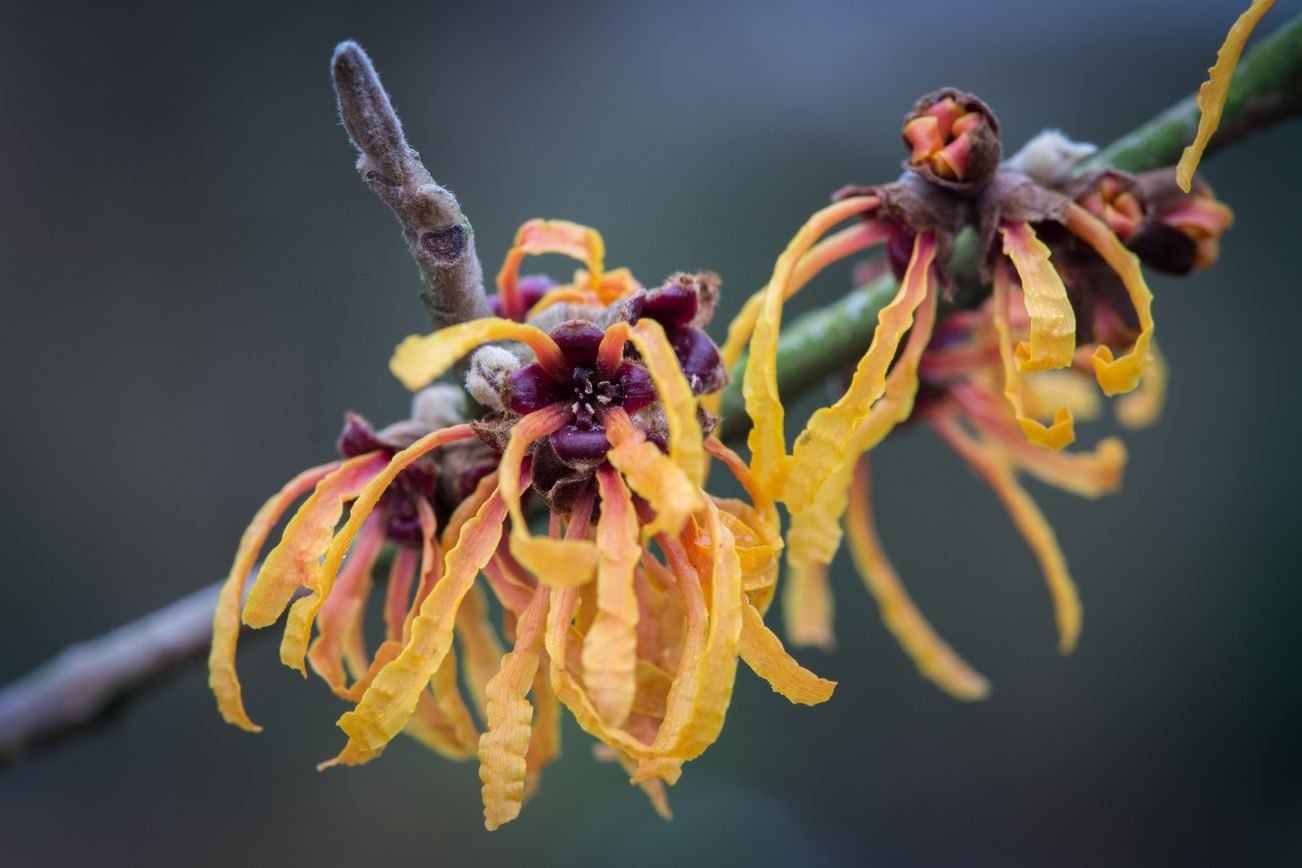 Kruidenwandeling met testers - toverhazelaar klein.jpg