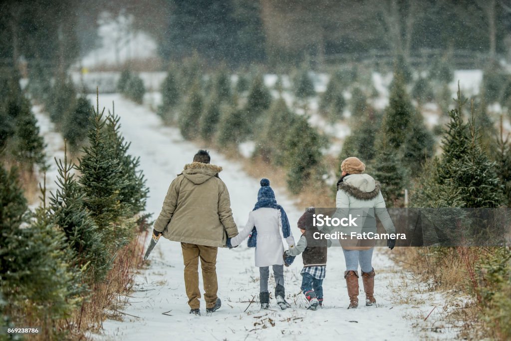 An Asian family is outdoors at a Christmas tree farm during winter. They are wearing warm coats and hats. The father, daughter, mother and son are walking hand-in-hand to search for a Christmas tree. Snow is gently falling.