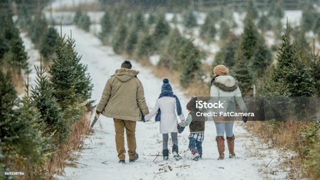 An Asian family is outdoors at a Christmas tree farm during winter. They are wearing warm coats and hats. The father, daughter, mother and son are walking hand-in-hand to search for a Christmas tree. Snow is gently falling.