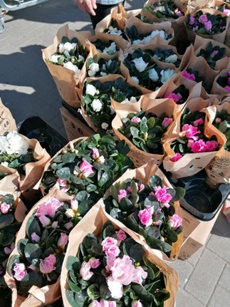 Plantjesweekend " Kom op tegen Kanker " 