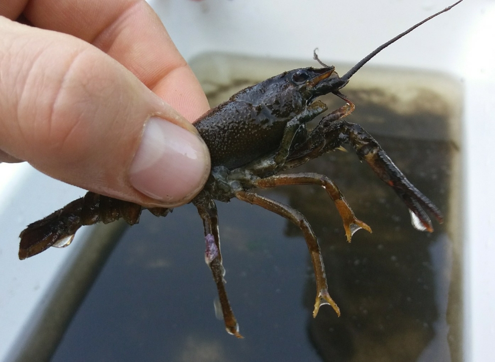 exotische rivierkreeft