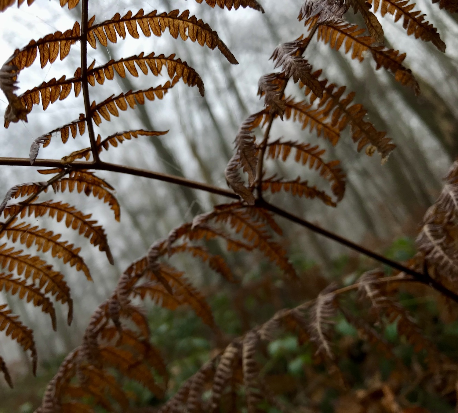 bosbad wanneer de aarde inademt