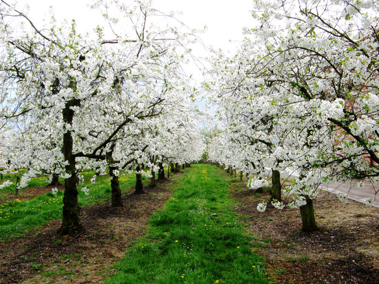 Bloesems in Herk-de-Stad