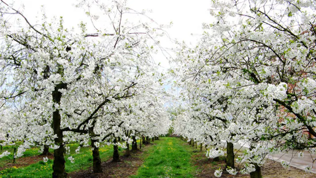 Bloesems in Herk-de-Stad