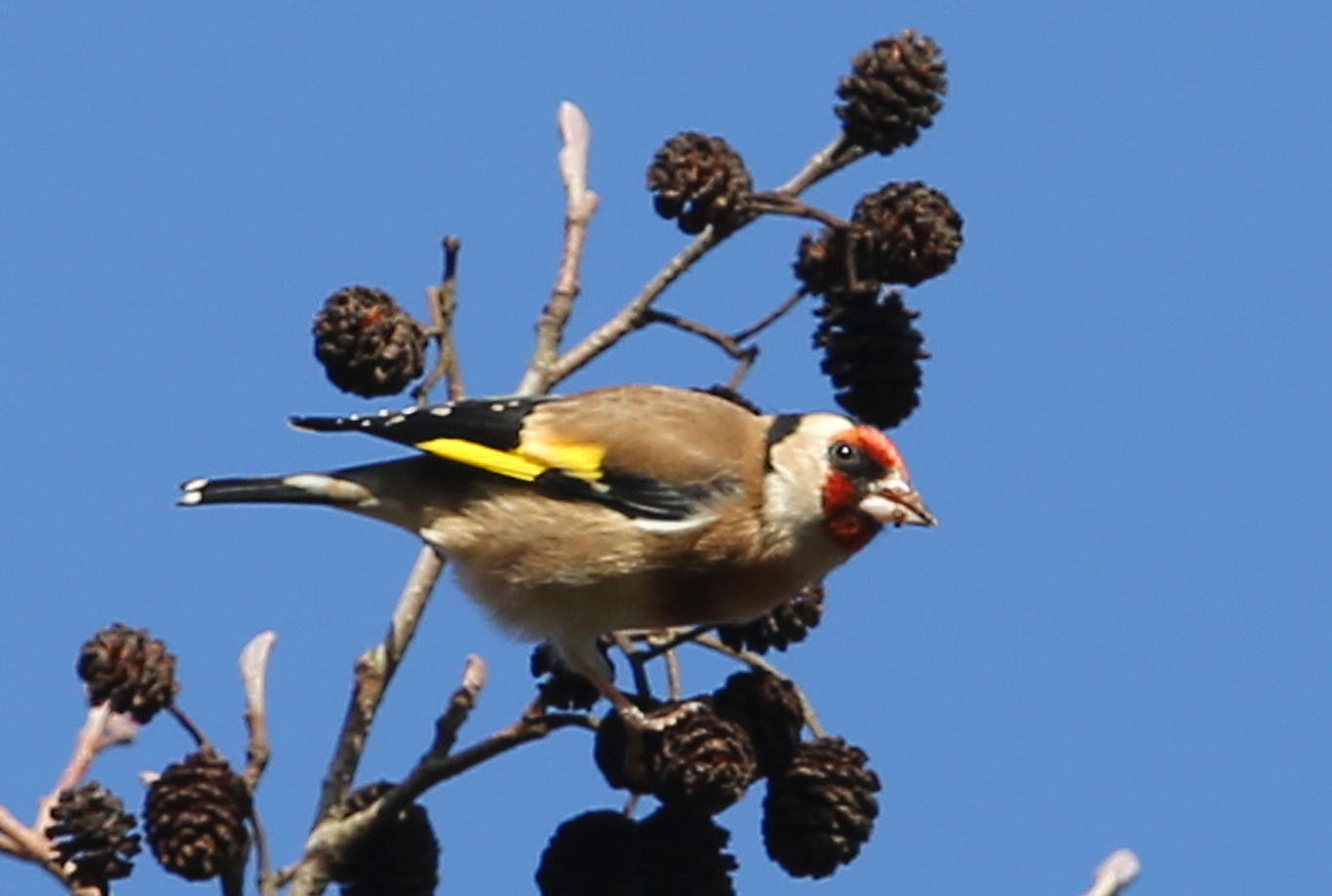 Verrassende vogelliefde in de lente