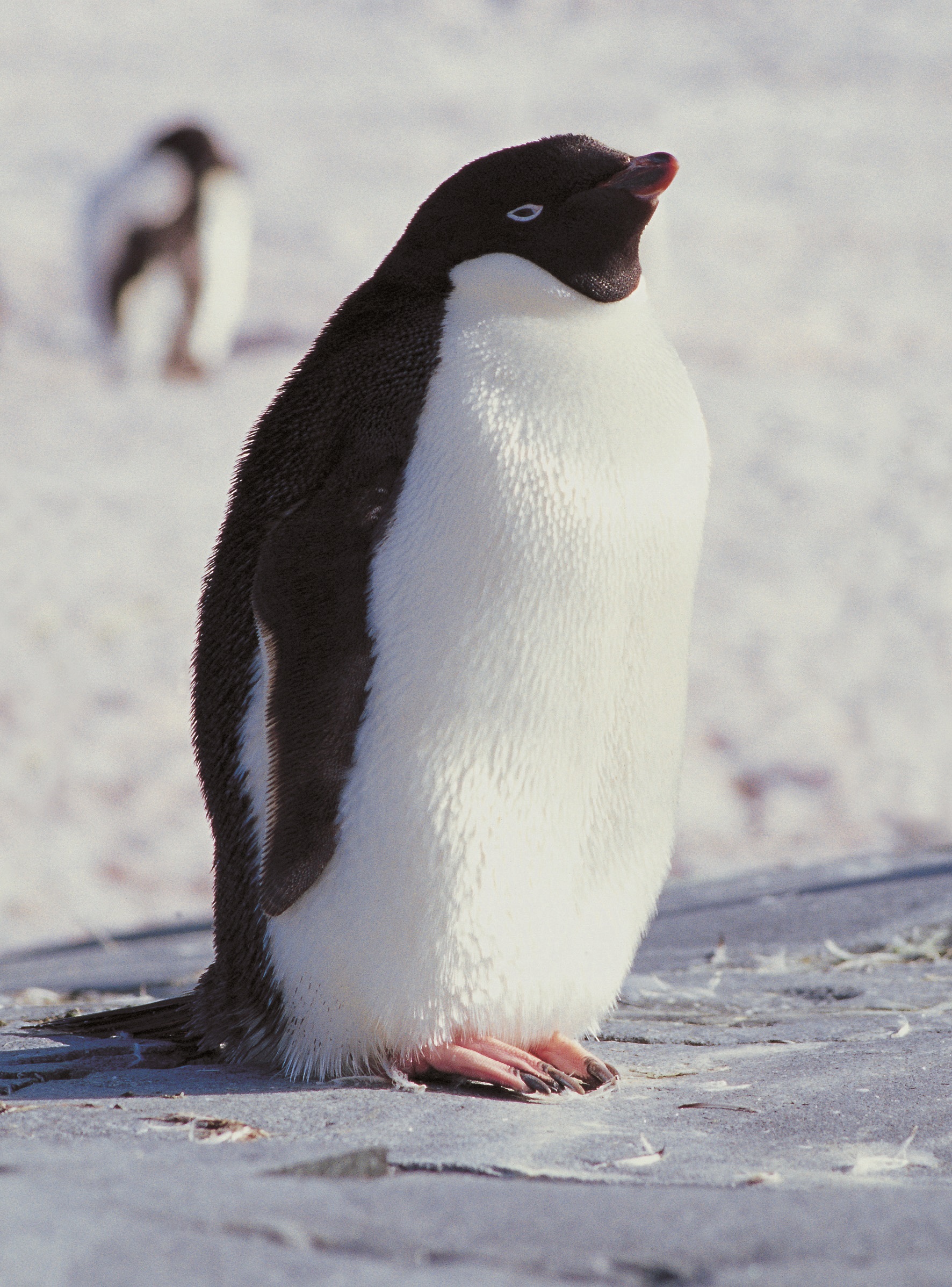 'belevingslezing over Antartica'