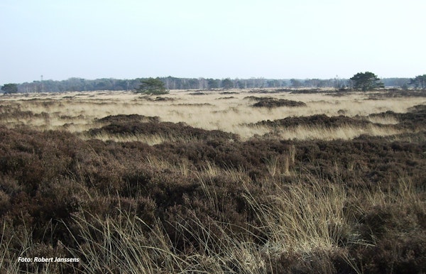 Kalmthoutse heide