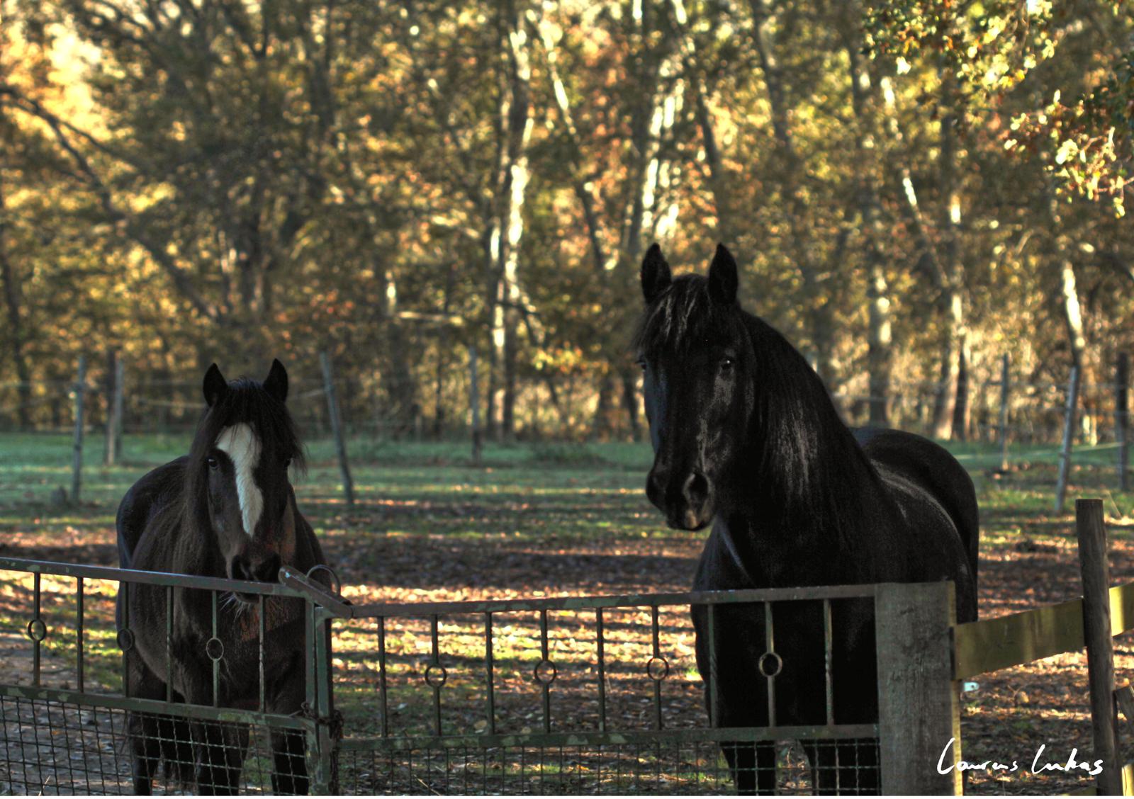 Indianenkamp: in contact met paarden en natuurkracht