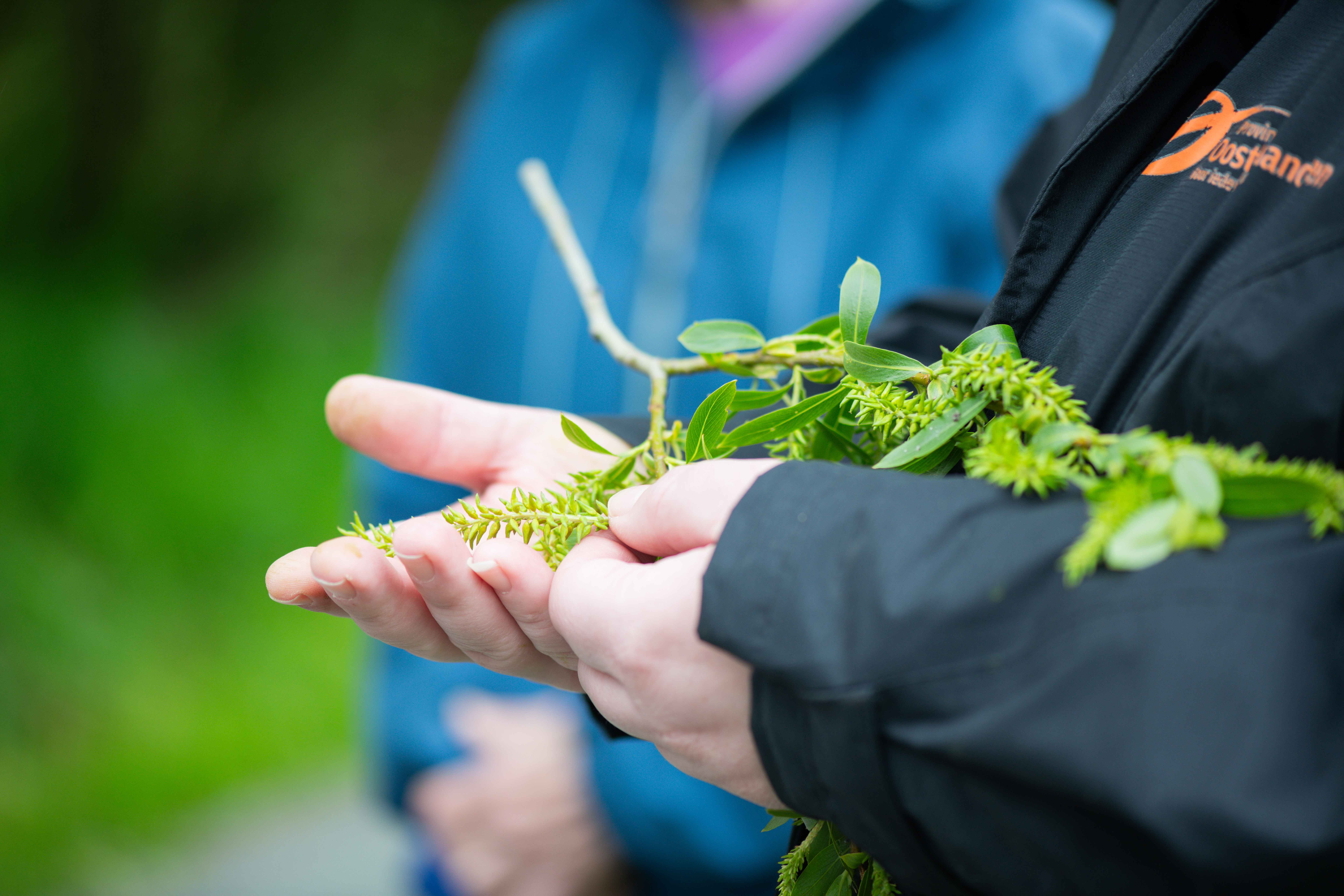 De gids toont een voorjaarsbloeier.