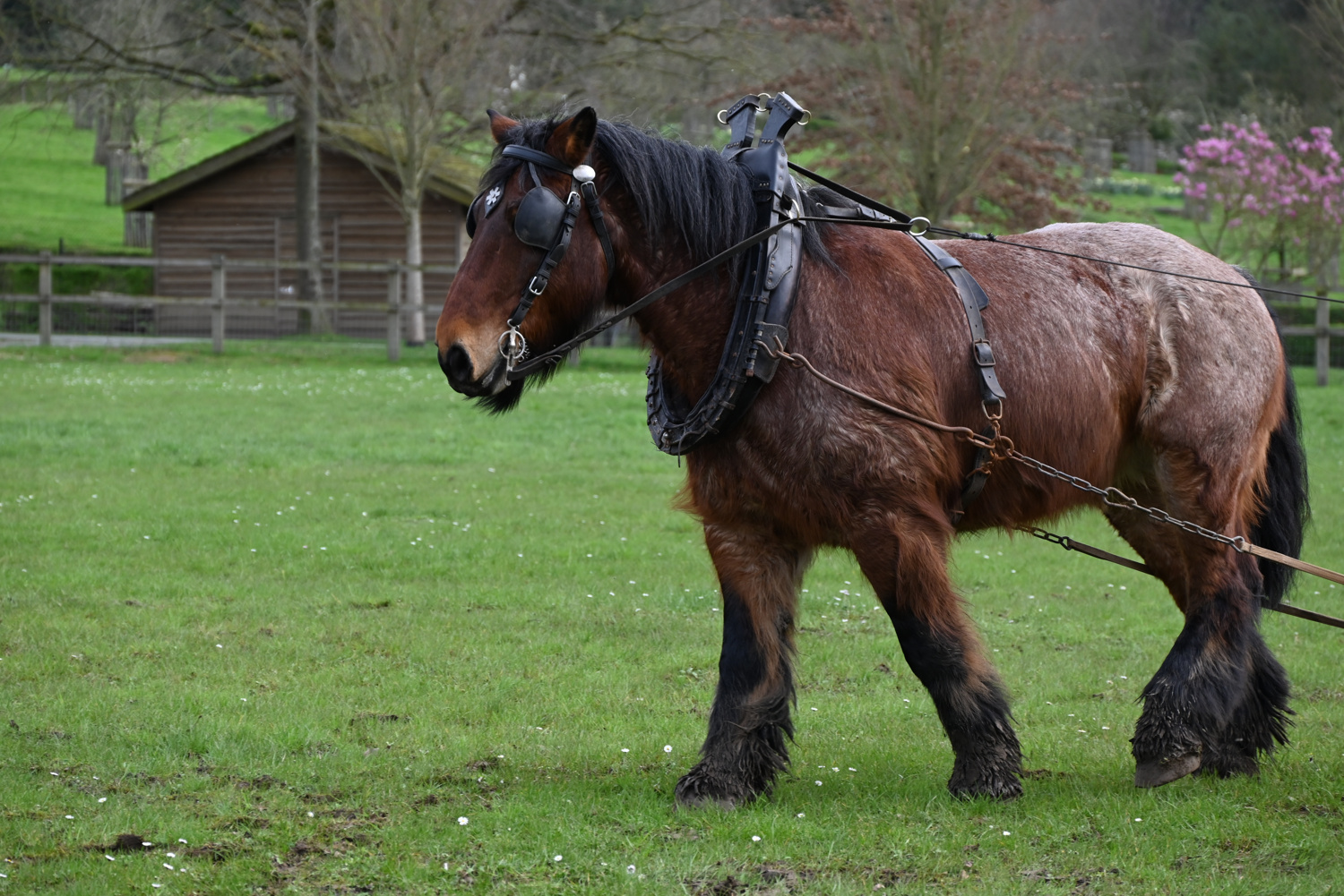 Trekpaard in Huizingen