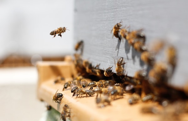 Gezondheid uit de bijenkast