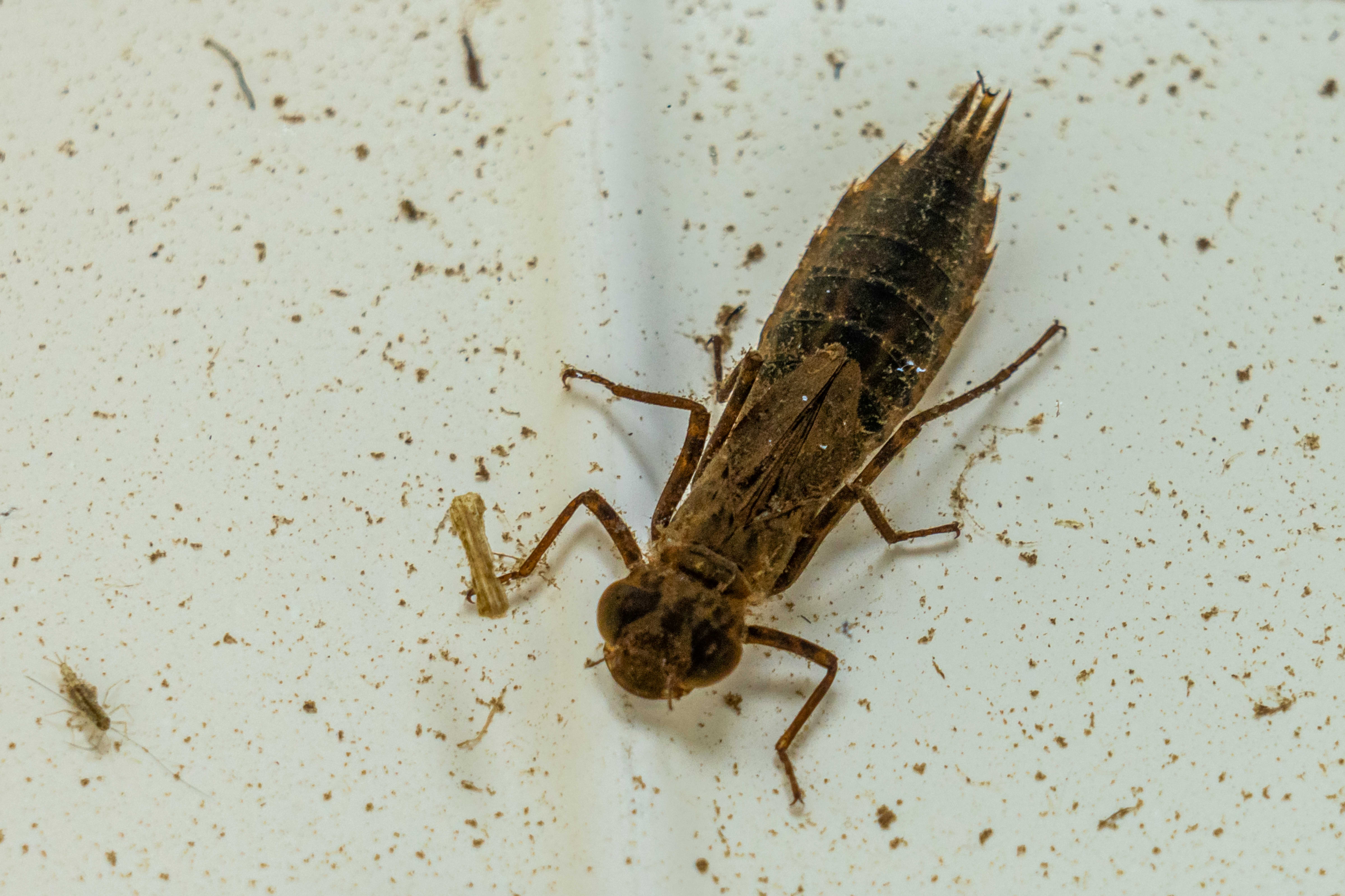 macroinvertebraat