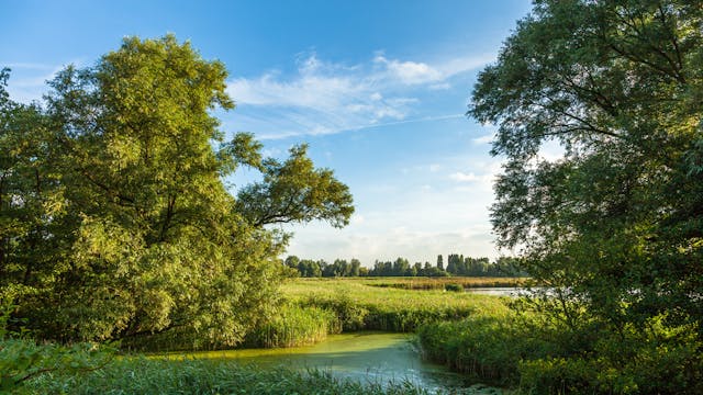 Natuurgebied Molsbroek in het Waasland