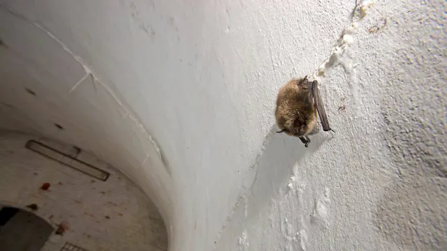 Vleermuizen-infoavond 1