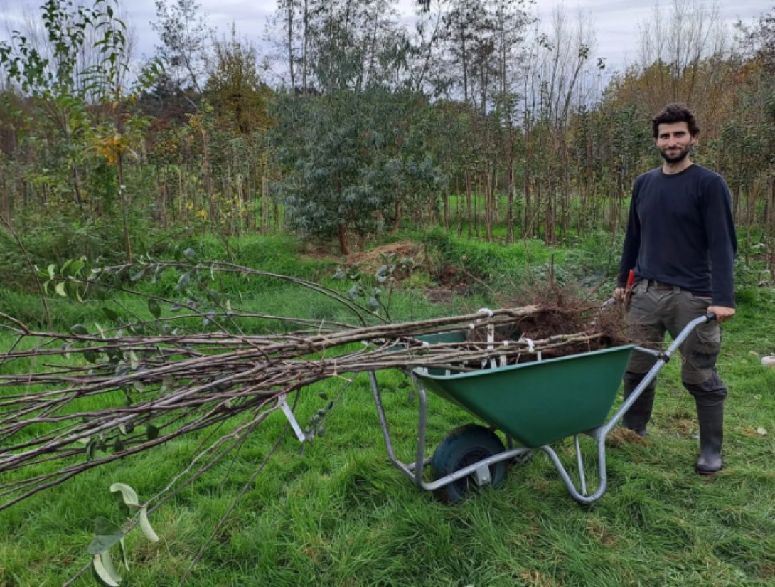 zomersnoei van fruitbomen en bessen