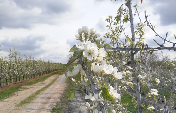 Perenboomgaard