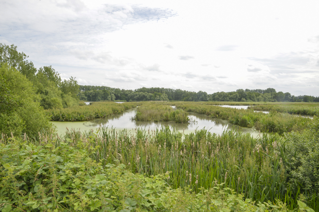 zicht op de waterpartijen in het Molsbroek