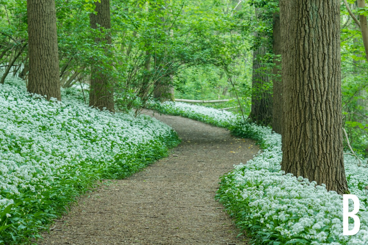 Daslookwandeling
