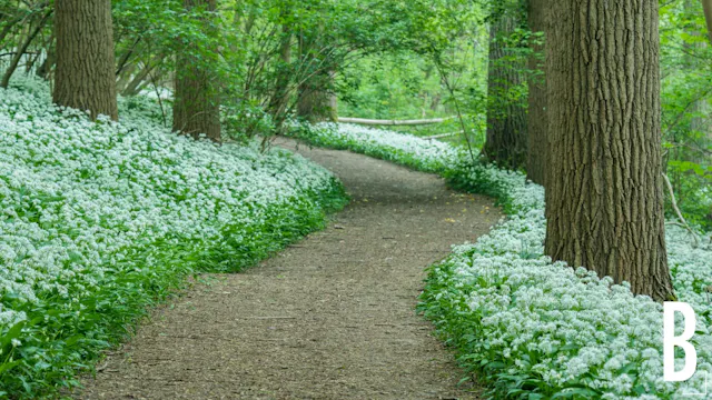 Daslookwandeling