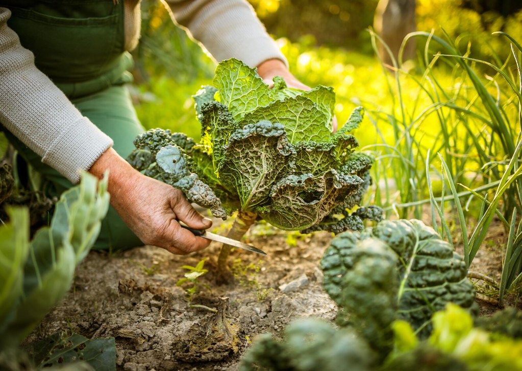 Tuinieren, goed voor je lijf!