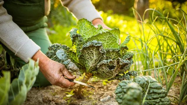 Tuinieren, goed voor je lijf!