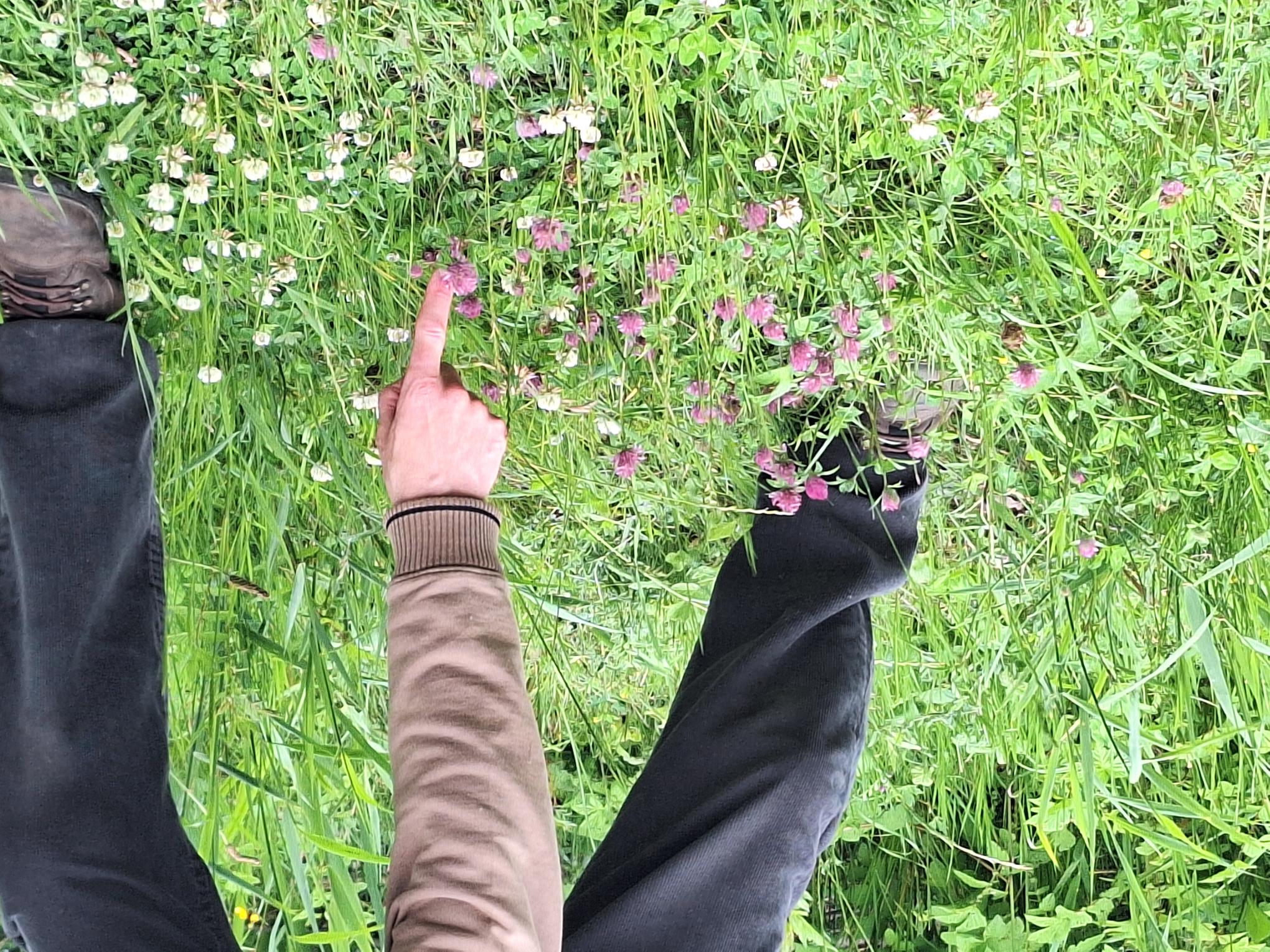 Plantenontdekkingstocht Jelle