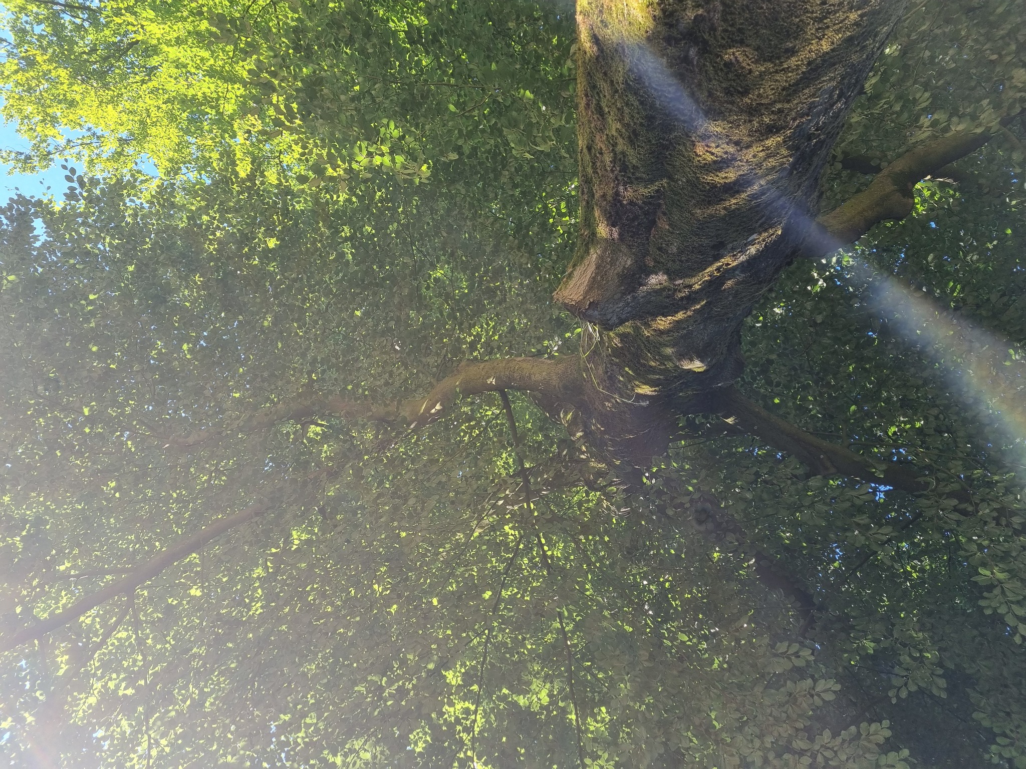 Boom in het zonlicht