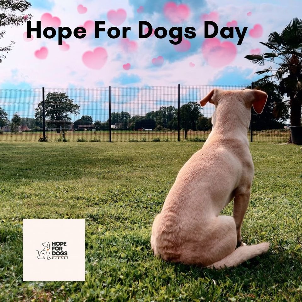 Hope For Dogs Day