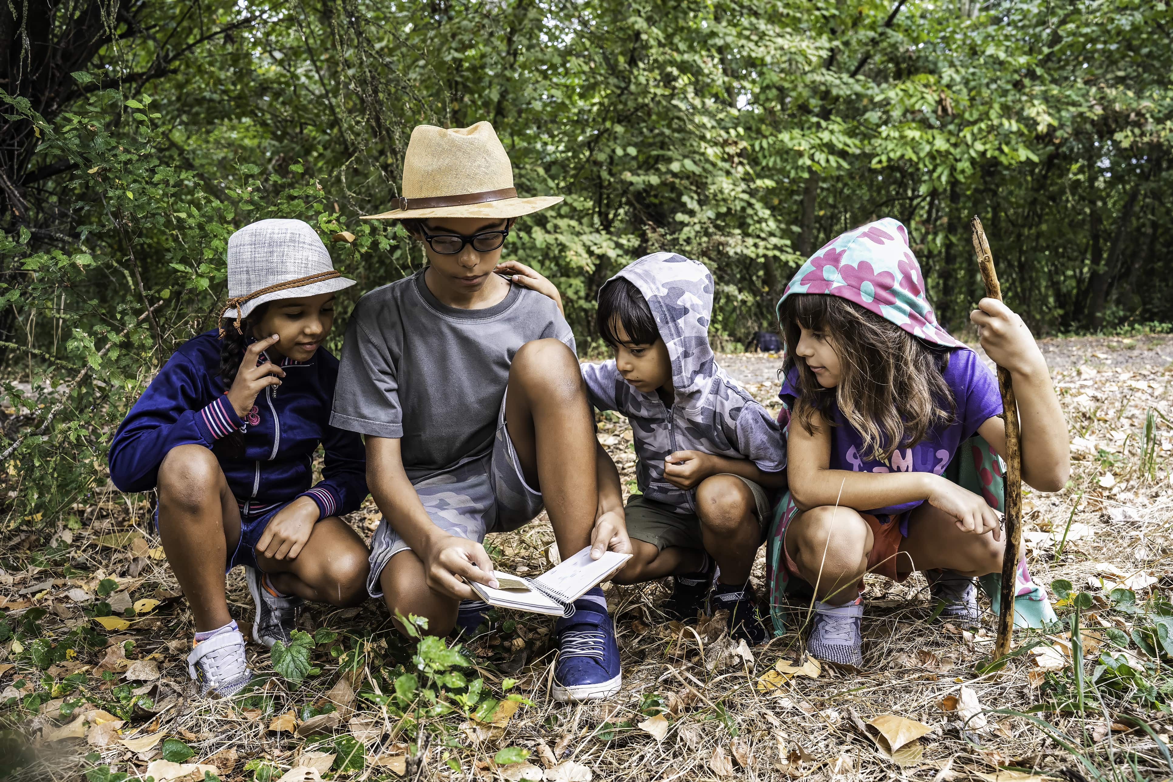 De schat van het bos