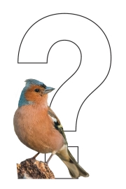 Verdwijning van mr. Vink