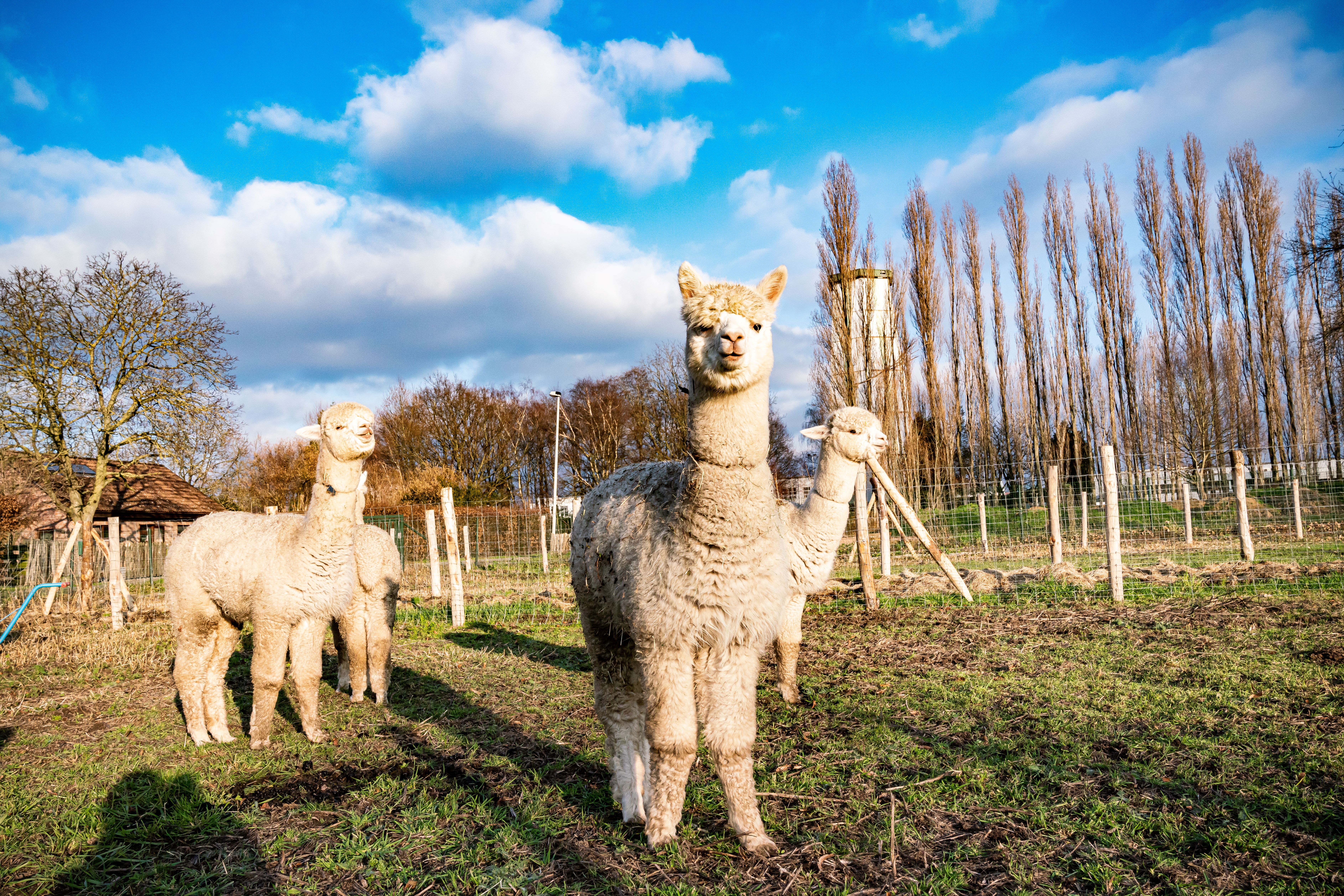 Kinderboerderij Wilrijk