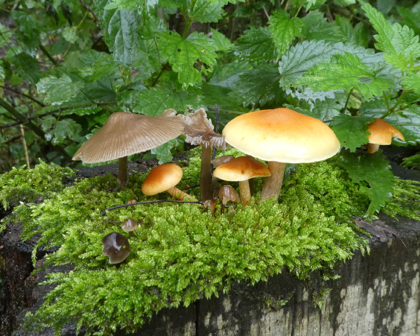 Les champignons