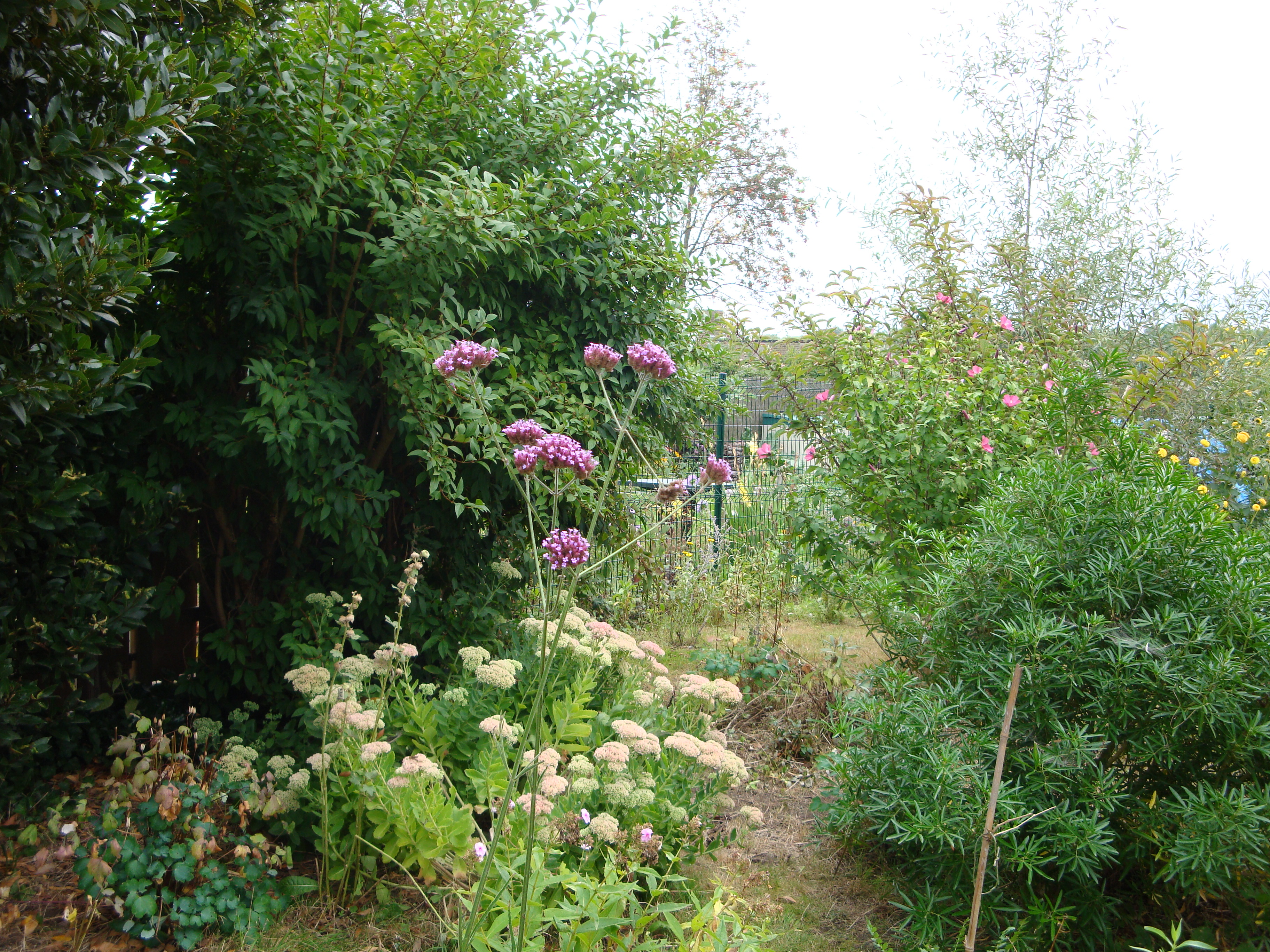 Hoe maak je je tuin winterklaar?