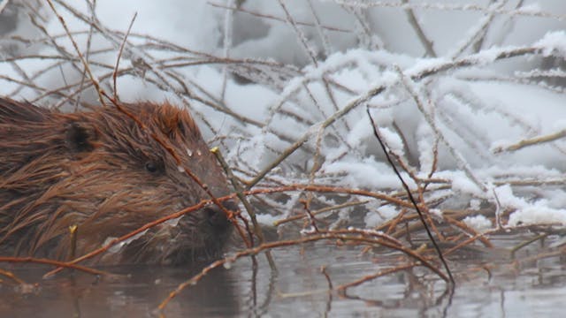 bever overwintering