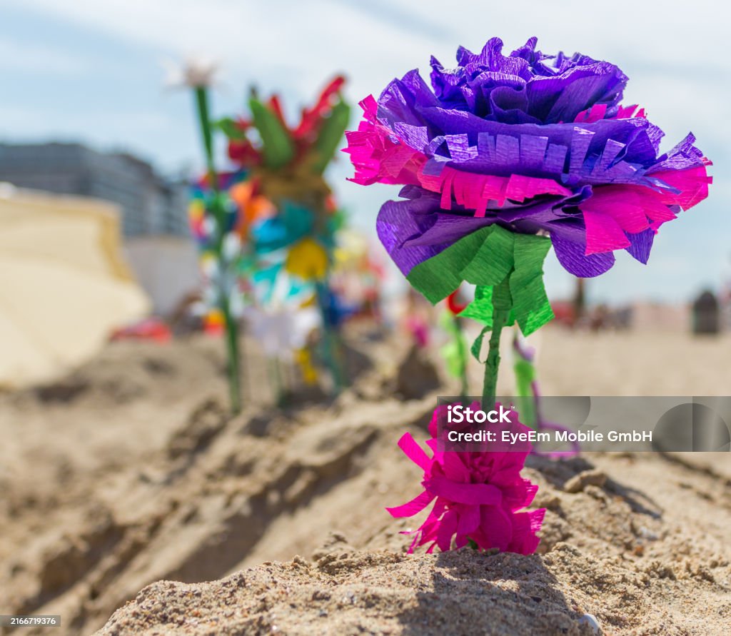 Image for gzbd activity