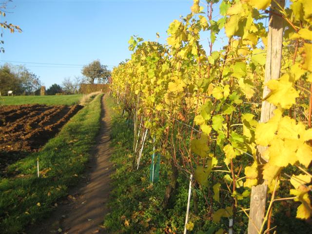 Wijngaarden op de Houwaartseberg