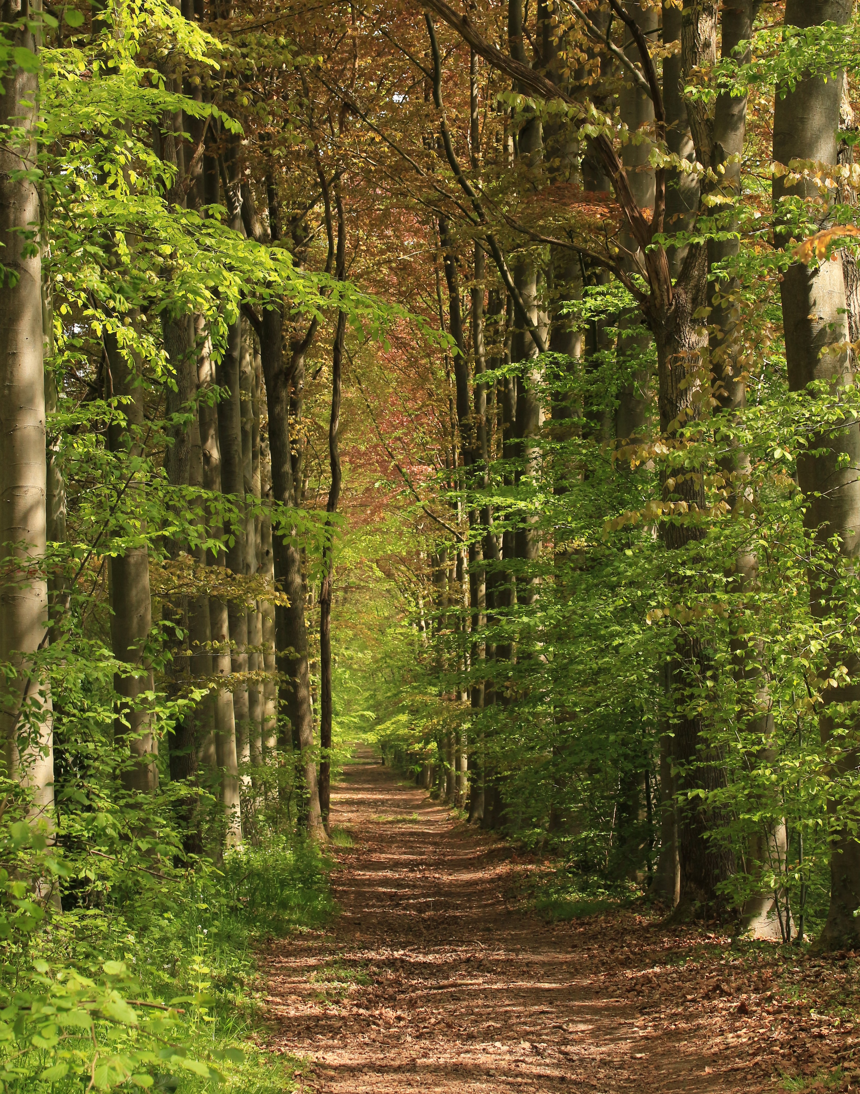 Balade en Forêt de Soignes -Quand et comment cette forêt est née ?
