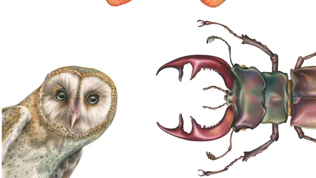 Kerkuil, vliegend hert en esdoornvrucht
