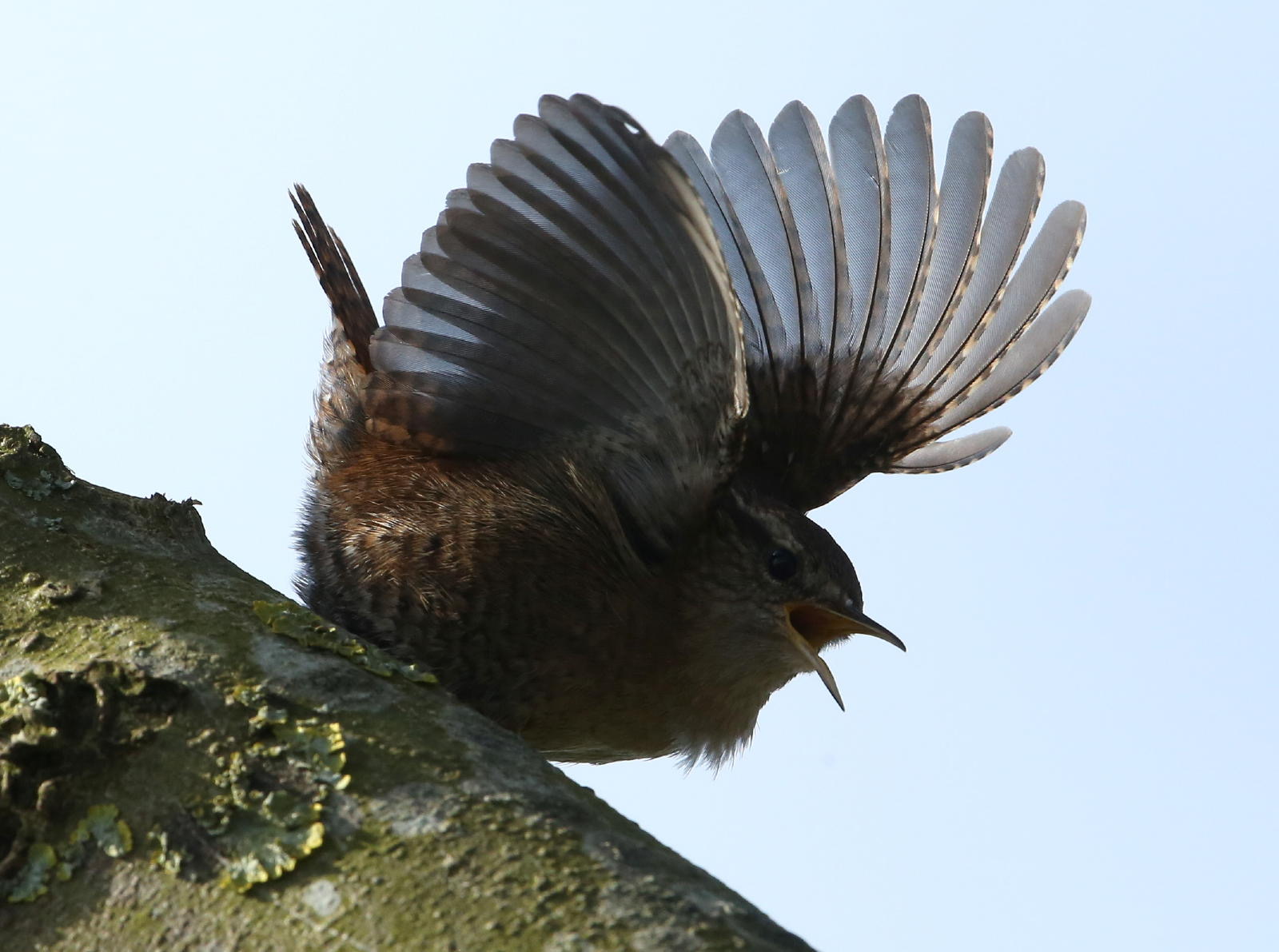 Voor de vroege vogels onder de natuurliefhebbers