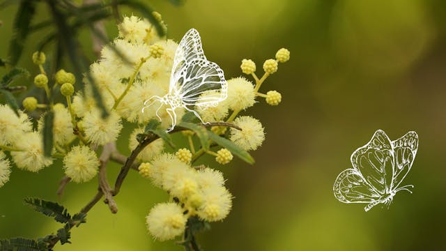 Hoogsensitief groeitraject