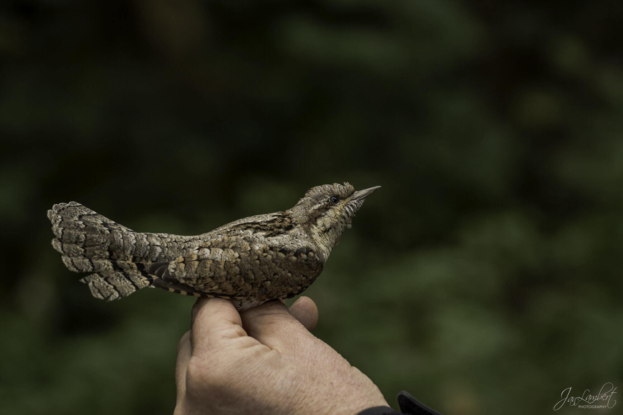 GEMEENTEBESTUUR KNOKKE-HEIST