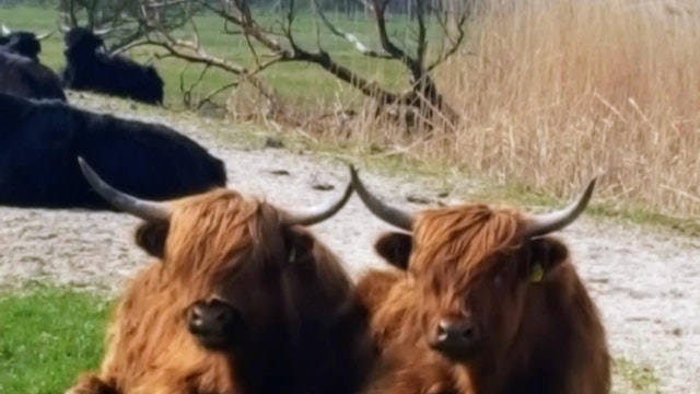 Zwinduinen