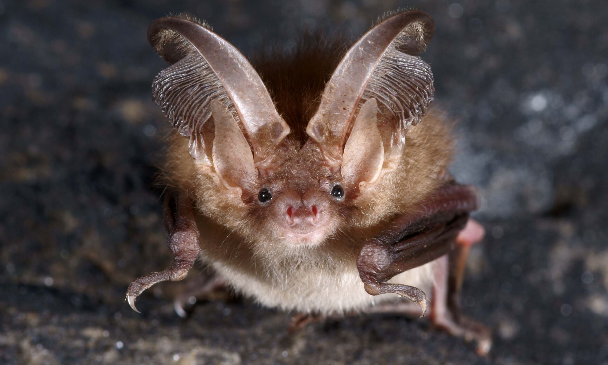 Vleermuis