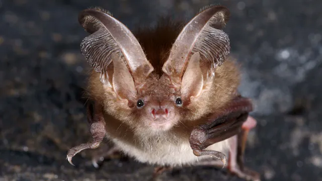 Vleermuis