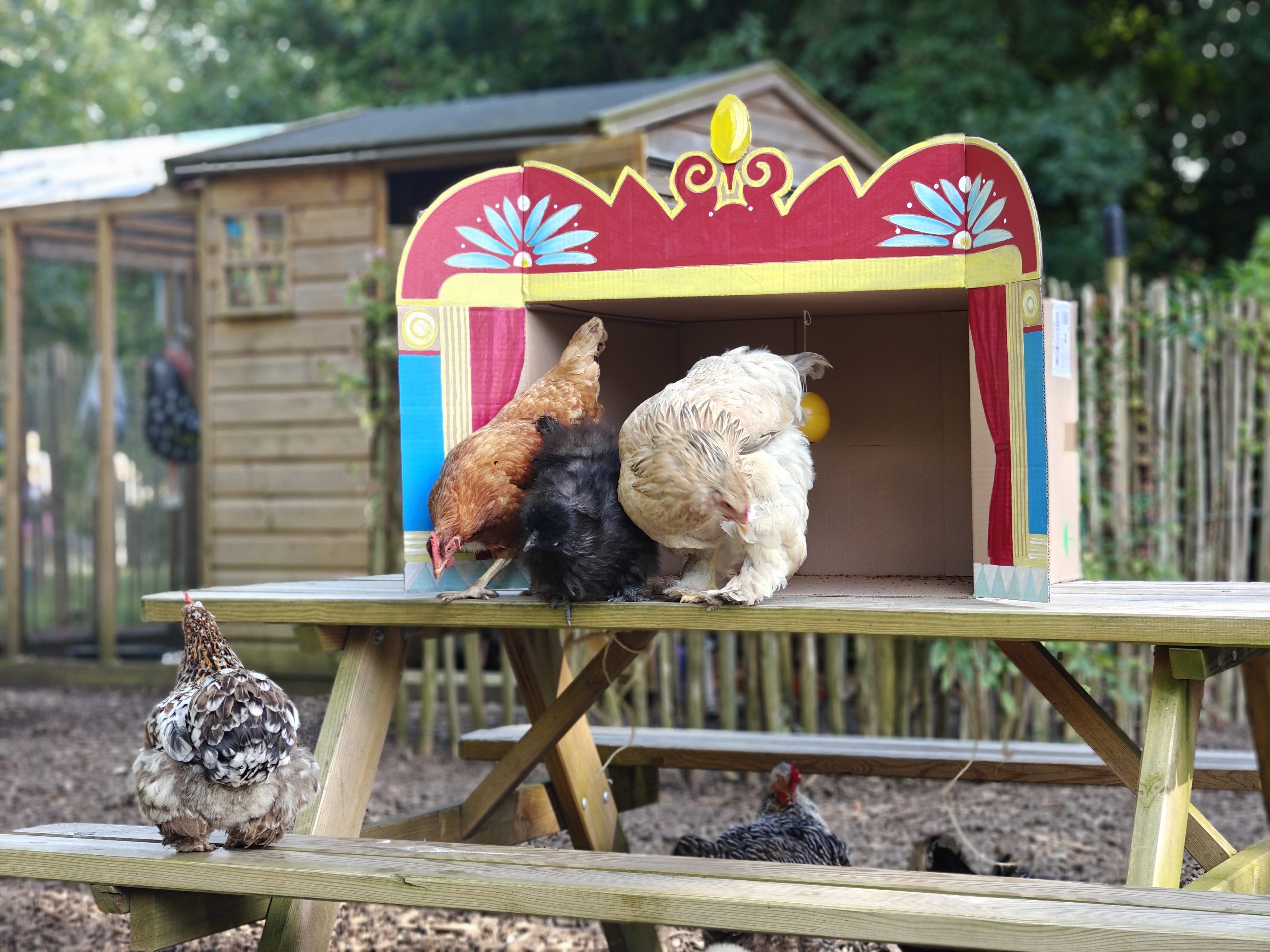 Maak op creatieve wijze kennis met onze kippen.