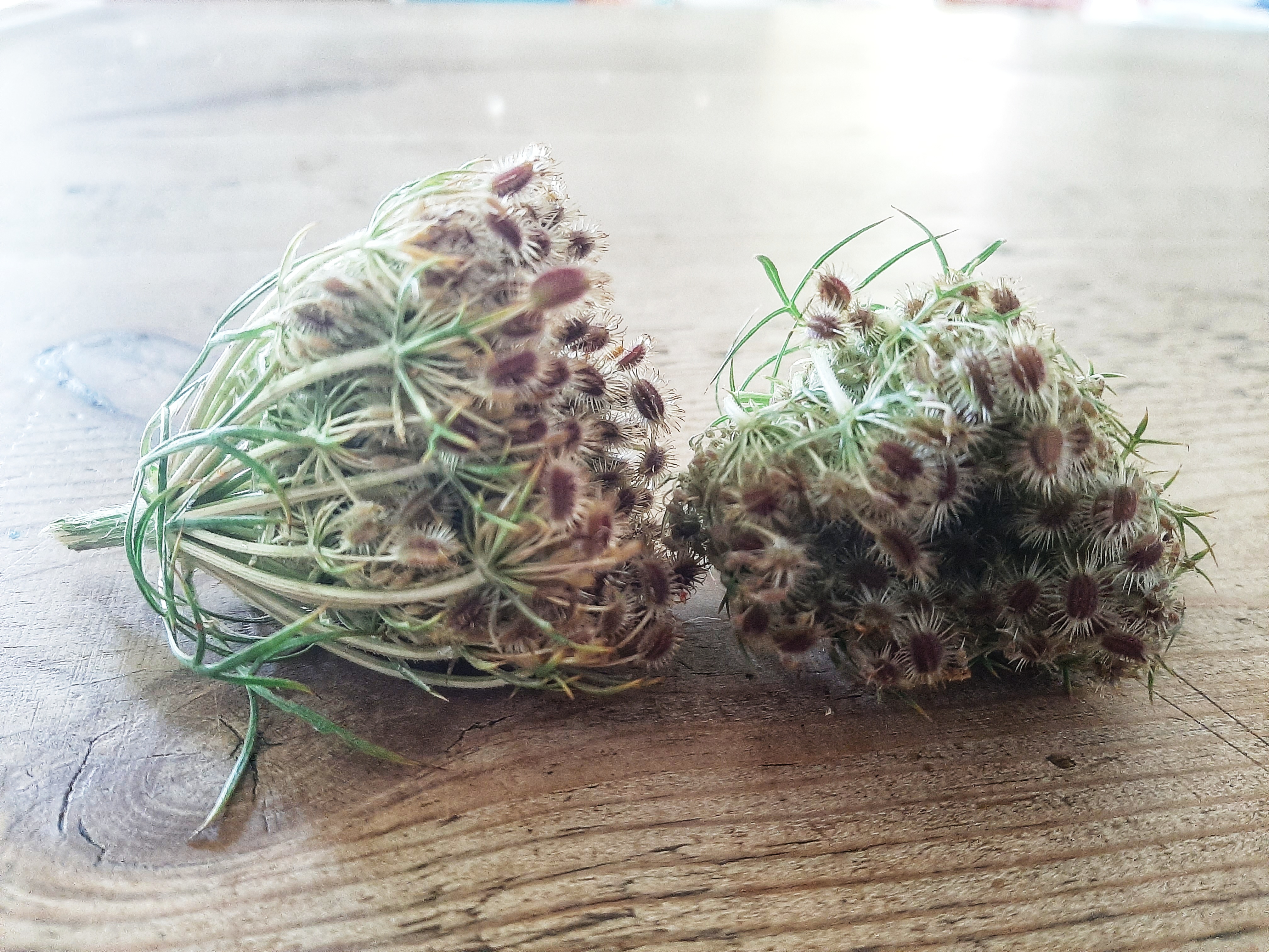 Stimuleer je spijsvertering met wilde planten