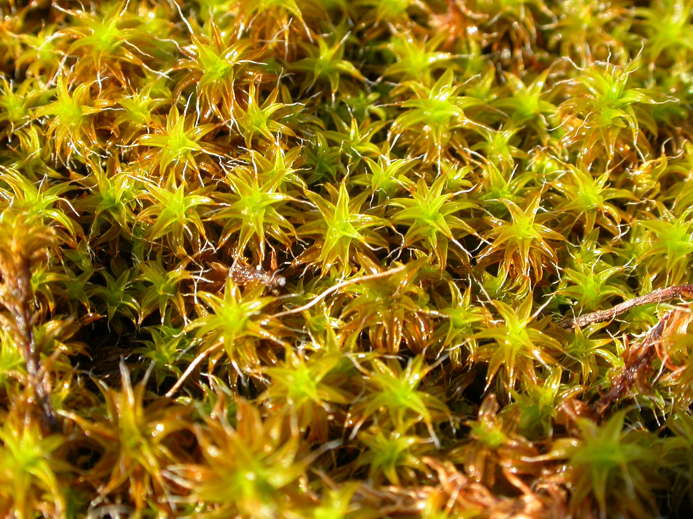 Culinaire ontdekking in de duinen