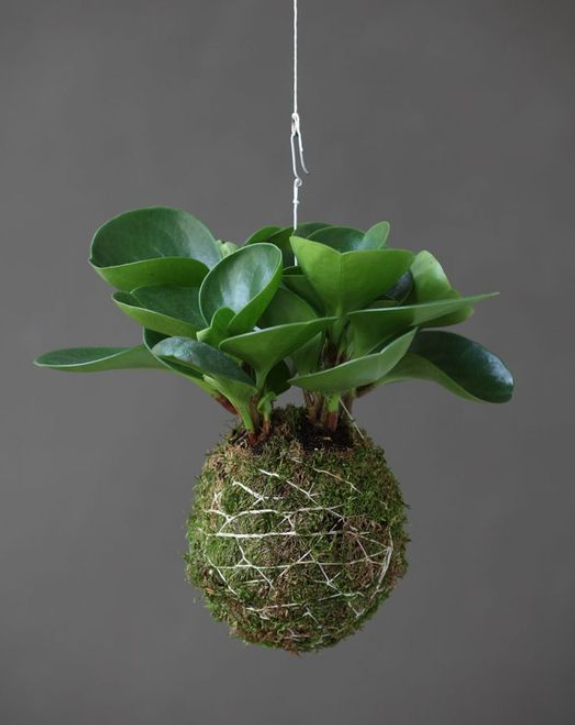 Kokedama's